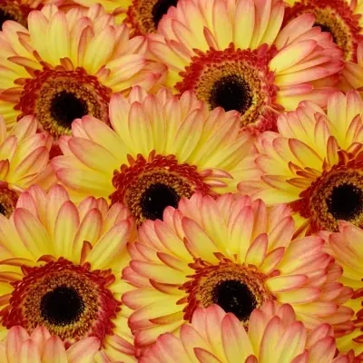 Gerbera GR LEMONADE 10cm