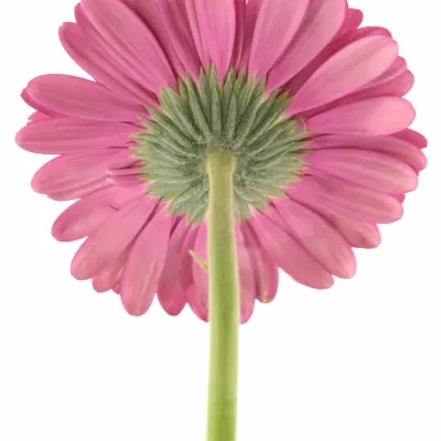 Gerbera GR TERRA LIMOUSINE 