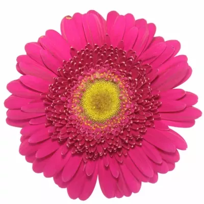 Gerbera GR TERRA LIMOUSINE 