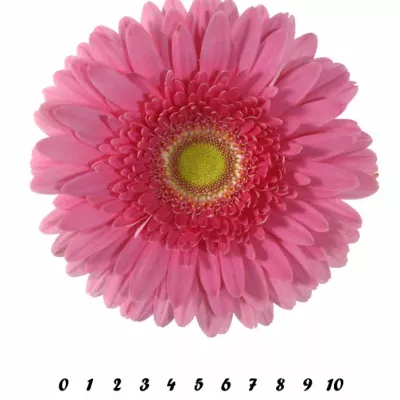 Gerbera GR LOLA 10cm