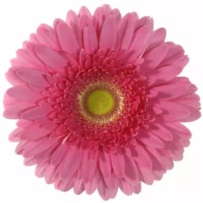 Gerbera GR LOLA 10cm