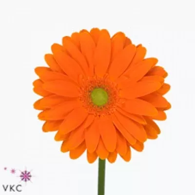 Gerbera GR LONG BEACH