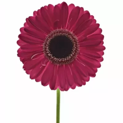 Gerbera GR LUCIO 10cm