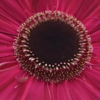 Gerbera GR LUCIO 10cm