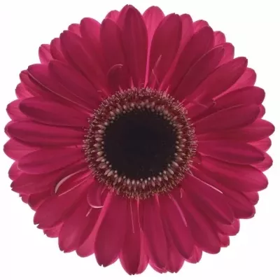 Gerbera GR LUCIO 10cm