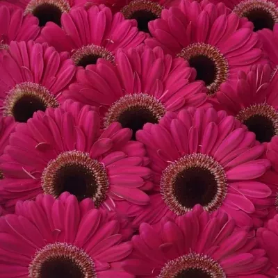 Gerbera GR LUCIO 10cm