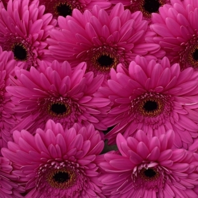 Gerbera GR MADEIRA 10cm