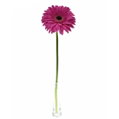 Gerbera GR MADEIRA 10cm