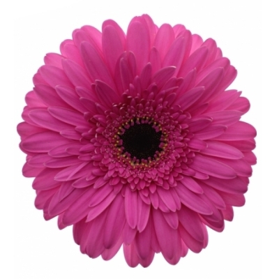 Gerbera GR MADEIRA 10cm