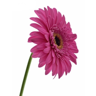 Gerbera GR MADEIRA 10cm