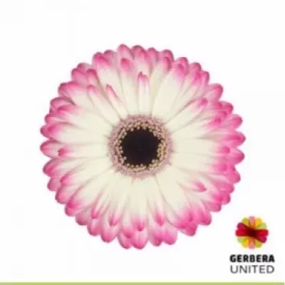 GERBERA GR MANDALA