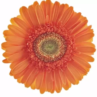 Gerbera GR MANDARINA 10cm