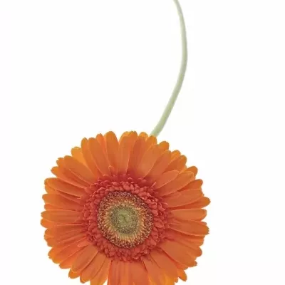 Gerbera GR MANDARINA 10cm