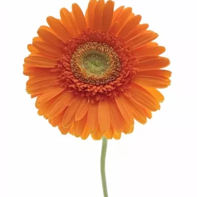 Gerbera GR MANDARINA 10cm