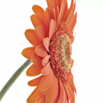 Gerbera GR MANDARINA 10cm