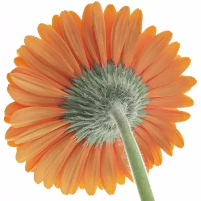 Gerbera GR MANDARINA 10cm