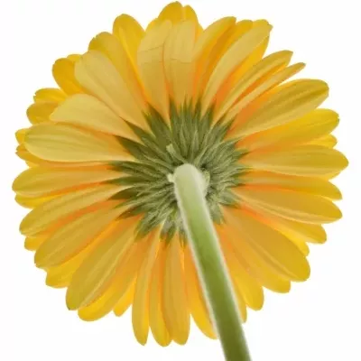 Gerbera GR MANGO 10cm