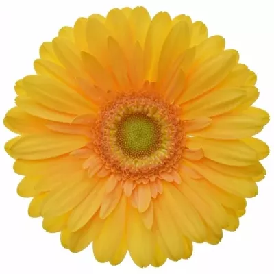 Gerbera GR MANGO 10cm