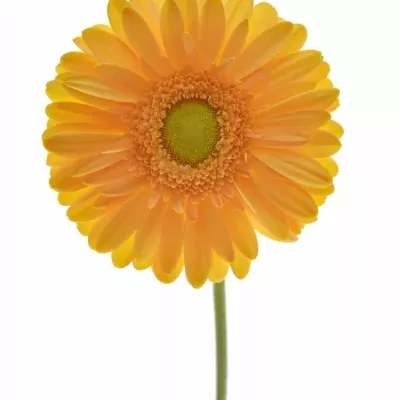 Gerbera GR MANGO 10cm