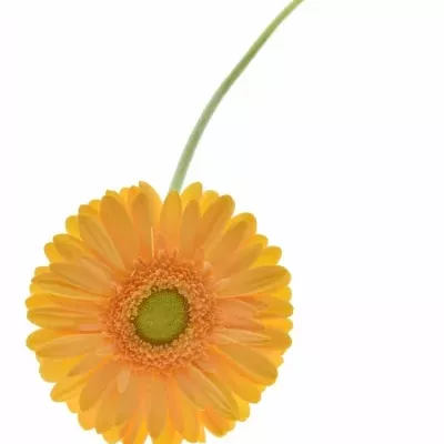 Gerbera GR MANGO 10cm