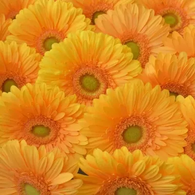 Gerbera GR MANGO 10cm