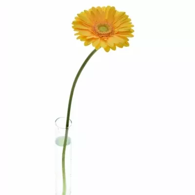 Gerbera GR MANGO 10cm