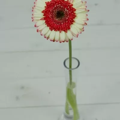 Gerbera GR MARMOLADA 10cm