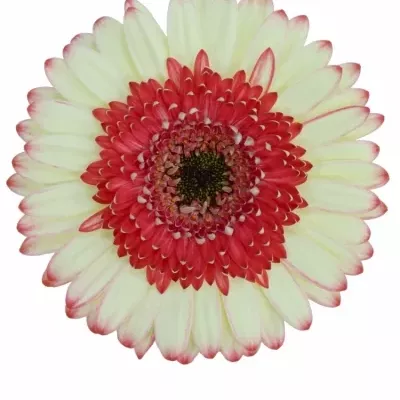 Gerbera GR MARMOLADA 10cm