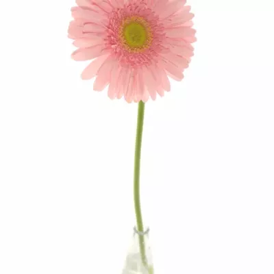 Gerbera GR MAROUSSIA 10cm