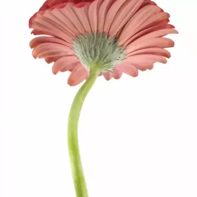 Gerbera GR MELONY