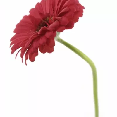 Gerbera GR MELONY