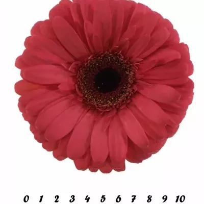 Gerbera GR MELONY