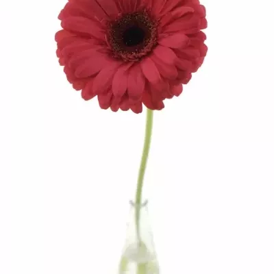 Gerbera GR MELONY