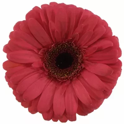 Gerbera GR MELONY