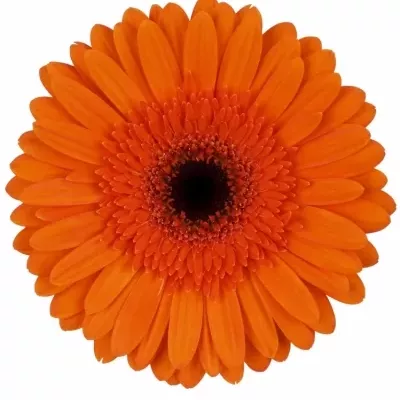 Gerbera GR MENTOR 10cm