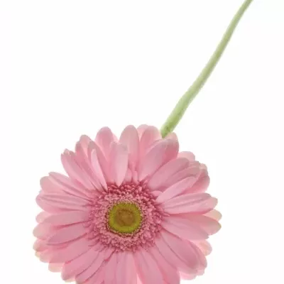 Gerbera GR MERLOSE 10cm