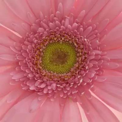 Gerbera GR MERLOSE 10cm