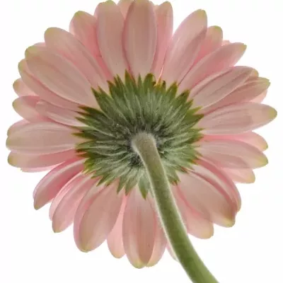 Gerbera GR MERLOSE 10cm