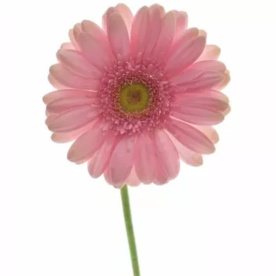 Gerbera GR MERLOSE 10cm