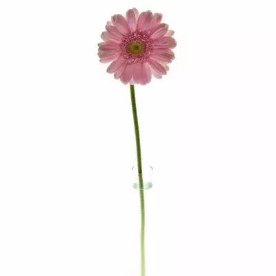 Gerbera GR MERLOSE 10cm