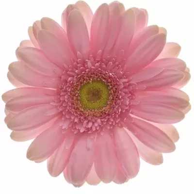 Gerbera GR MERLOSE 10cm