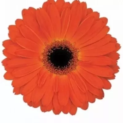 Gerbera GR MISTIQUE 10cm