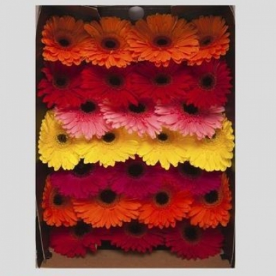 Gerbera GR MIX