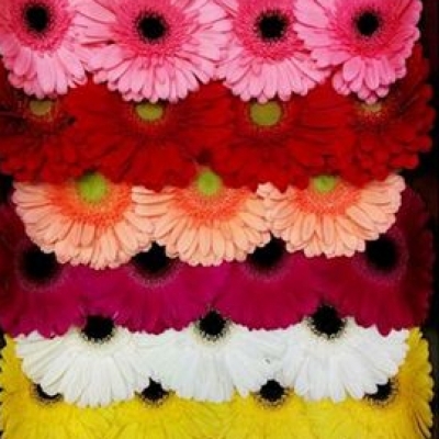 Gerbera GR MIX