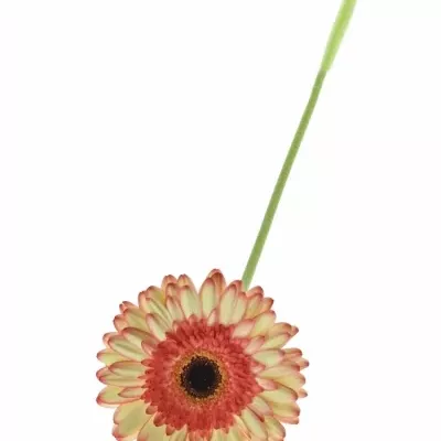 Gerbera GR MOCKTAIL