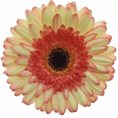 Gerbera GR MOCKTAIL