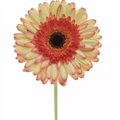 Gerbera GR MOCKTAIL