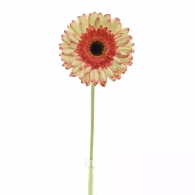 Gerbera GR MOCKTAIL