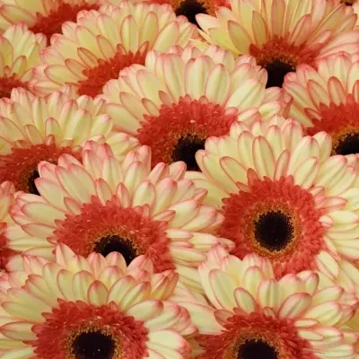 Gerbera GR MOCKTAIL