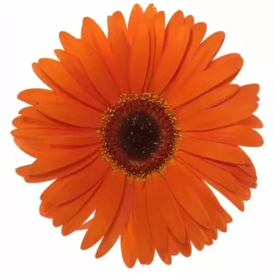 Gerbera GR MONARCH 10cm